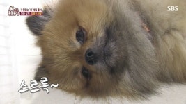 동물농장 레전드 댕댕이.jpg | 유머 게시판 | 루리웹