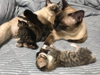 화목한가정 | 반려동물 갤러리 화목한가정 | 반려동물 갤러리 | 루리웹