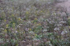 편의점 가는 길에 있는 꽃들 | 유머 게시판 | 루리웹