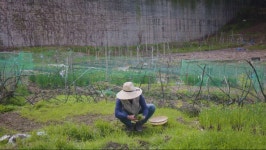 솥뚜껑 미나리 삼겹살 시골에서 먹기