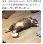 뚱냥의 하루