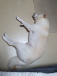 오늘자 우리집 똥강아지 | 유머 게시판 | 루리웹 오늘자 우리집 똥강아지 | 유머 게시판