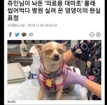 행복한 댕댕이 | (백업)유머 게시판(2018-2020) 행복한 댕댕이 | (백업)유머 게시판(2018-2020) | 루리웹