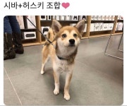 시바스키