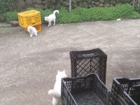 고양이 근황 | 유머 게시판 | 루리웹 고양이 근황 | 유머 게시판