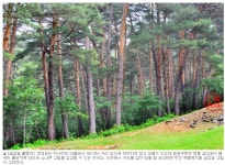 경복궁 목재 재료, 금송 | (백업)유머 게시판(2018-2020) 경복궁 목재 재료, 금송 | (백업)유머 게시판(2018-2020) | 루리웹
