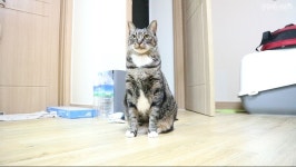 고양이랑 눈키스하기! | 반려동물 갤러리 고양이랑 눈키스하기! | 반려동물 갤러리 | 루리웹