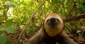 똥 때문에 죽는 나무늘보 ㅠㅠ