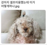 강아지 셀프 미용 결과