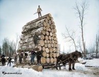 통나무 더미를 끄는 말