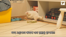 둘째 고양이 라떼가 왔습니다