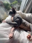 근육질 고양이🐱 | 유머 게시판 | 루리웹