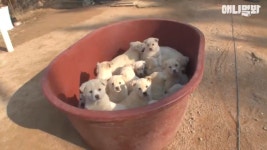 시골 강아지 특 | (백업)유머 게시판(2020-2021) 시골 강아지 특 | (백업)유머 게시판(2020-2021) | 루리웹