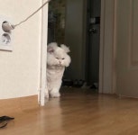 강호동 고양이 다른 짤jpg