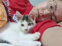 죽을 뻔한 냥이 33일차. 삼호 분양 중입니다. | 반려동물 갤러리 죽을 뻔한 냥이 33일차. 삼호 분양 중입니다. | 반려동물 갤러리 | 루리웹