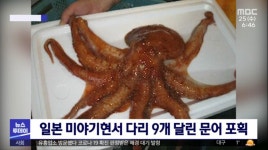 일본 문어다리 늘어났네