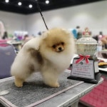 강아지 잘키우는 사람들이 행복한 사람이란 증거