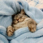 당신은 게으른 고양이의 저주를 받았습니다