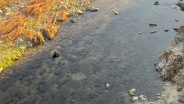 오리, 고앵이 | 정치유머 게시판 오리, 고앵이 | 정치유머 게시판 | 루리웹