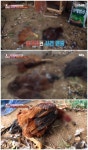 들개의 습격을 받은 닭 200마리의 떼죽음.jpg | (백업)유머 게시판(2020-2021) 들개의 습격을 받은 닭 200마리의 떼죽음.jpg | (백업)유머... 