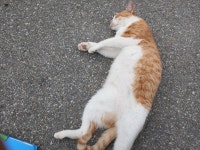 오늘은 그냥 짬타이거