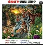 호랑이 몇마리로 보임