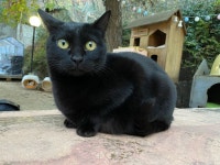 고양이정원 스압43장