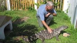 양서파충류와 어류도 반려동물이 될수 있을까