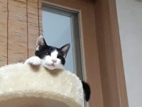 우리집 야옹이 보고 가셈 | 유머 게시판 | 루리웹 l RULIWEB 우리집 야옹이 보고 가셈 | 유머 게시판 | 루리웹