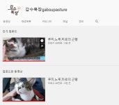 인기 고양이 유튜버 근황