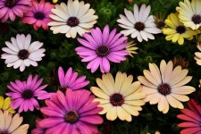 SS 번역 리나29송이의고맙습니다