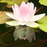 귀여운 수련 짤 모음♡.jpg | 유머 게시판 | 루리웹 l RULIWEB 귀여운 수련 짤 모음♡.jpg | 유머 게시판 | 루리웹