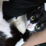 고얭ㅣ | 유머 게시판 | 루리웹 l RULIWEB 고얭ㅣ | 유머 게시판 | 루리웹