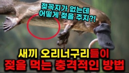 유게이가 싫어하는 오리너구리 이야기JPG