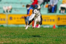 A1] 지난 주말, KKC 디스크독대회 | 반려동물 갤러리 | 루리웹 l RULIWEB A1] 지난 주말, KKC 디스크독대회 | 반려동물 갤러리 | 루리웹