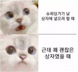 슈뢰딩거의 귀여운 고양이 | 유머 게시판 슈뢰딩거의 귀여운 고양이 | 유머 게시판 | 루리웹