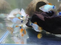 빅맘 플래티는 꼭 지 새끼들과 같이 다님. | 정치유머 게시판 빅맘 플래티는 꼭 지 새끼들과 같이 다님. | 정치유머 게시판 | 루리웹