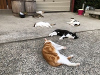 간조가 되자 갯벌에 고양이가 널려있다.jpg | 유머 게시판 간조가 되자 갯벌에 고양이가 널려있다.jpg | 유머 게시판 | 루리웹