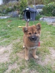 시골 똥강아지랑 길냥이 사진 보구가라