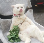 불친절해보이는데 사고싶어지는 과일가게 ^,^ | 유머 게시판 불친절해보이는데 사고싶어지는 과일가게 ^,^ | 유머 게시판 | 루리웹