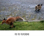 고양이 사냥하는 여우 | 유머 게시판 고양이 사냥하는 여우 | 유머 게시판 | 루리웹