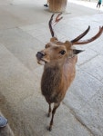 시슴 시슴을 조심하십시오