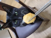 야옹이랑 먹는 꼬마 돈까스 | 음식 갤러리 야옹이랑 먹는 꼬마 돈까스 | 음식 갤러리 | 루리웹