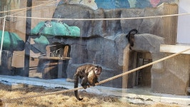 스압)동물원 가서 찍은거 | 유머 게시판 스압)동물원 가서 찍은거 | 유머 게시판 | 루리웹