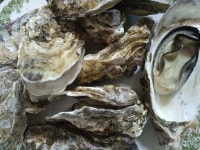 석화 각굴. | 음식 갤러리 석화 각굴. | 음식 갤러리 | 루리웹