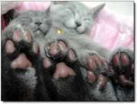 자기전에 야짤 달린다 | 유머 게시판 자기전에 야짤 달린다 | 유머 게시판 | 루리웹