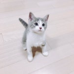 햄찌랑 고양이 | 유머 게시판 햄찌랑 고양이 | 유머 게시판 | 루리웹