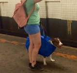 뉴욕 지하철의 댕댕이들