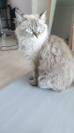 무슨무슨 법에 의거한 야옹이 사진 | 유머 게시판 무슨무슨 법에 의거한 야옹이 사진 | 유머 게시판 | 루리웹