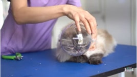 얌전한 고양이 미용하는 방법 | 유머 게시판 얌전한 고양이 미용하는 방법 | 유머 게시판 | 루리웹